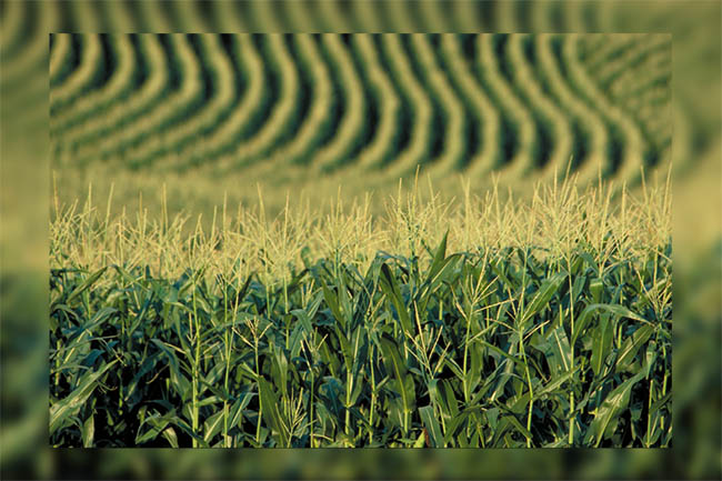 технологии выращивания кукурузы